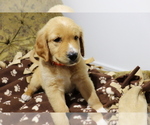 Puppy Orange Golden Retriever