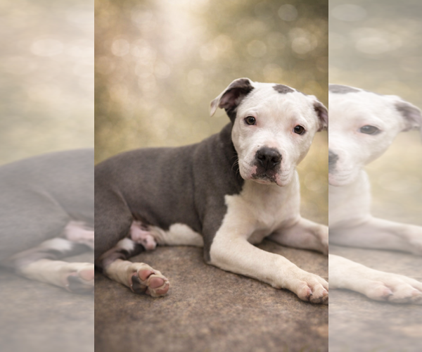 Medium Photo #9 Mutt Puppy For Sale in Rustburg, VA, USA