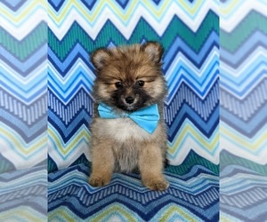 Pomeranian Puppy for sale in OXFORD, PA, USA