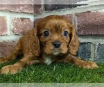 Small #7 Cavalier King Charles Spaniel