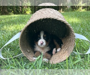 Bernese Mountain Dog Puppy for sale in LAWRENCEBURG, TN, USA