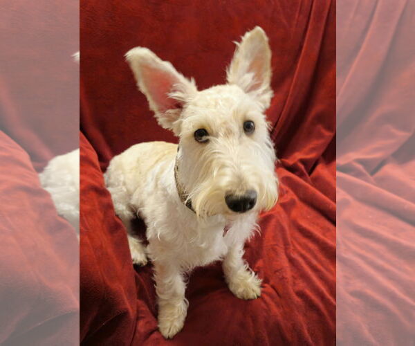 Medium Photo #1 Mutt Puppy For Sale in Dallas, TX, USA