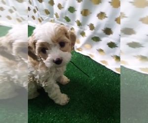 Cavachon Puppy for sale in SCOTTVILLE, MI, USA