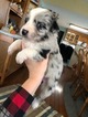 Small Photo #3 Australian Shepherd Puppy For Sale in GENOLA, MN, USA
