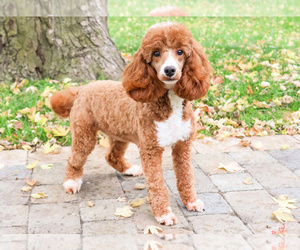 Mother of the Poodle (Miniature) puppies born on 04/22/2025