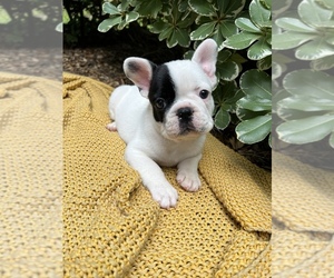 French Bulldog Puppy for sale in LEXINGTON, SC, USA