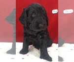 Puppy 4 Labradoodle