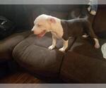 Small Photo #12 American Pit Bull Terrier Puppy For Sale in BUFFALO, NY, USA