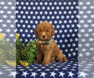 Poodle (Miniature) Puppy for sale in LANCASTER, PA, USA