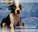 Small Photo #4 Boston Terrier Puppy For Sale in BERRIEN SPRINGS, MI, USA