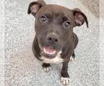 Small #2 Bulldog Mix