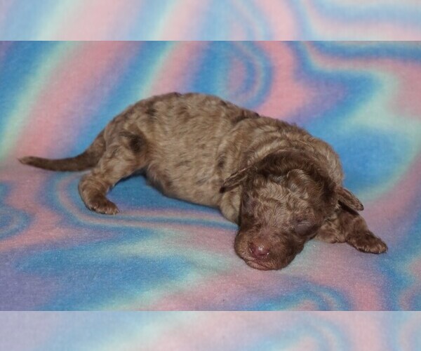 Medium Photo #1 Labradoodle Puppy For Sale in LA HABRA, CA, USA
