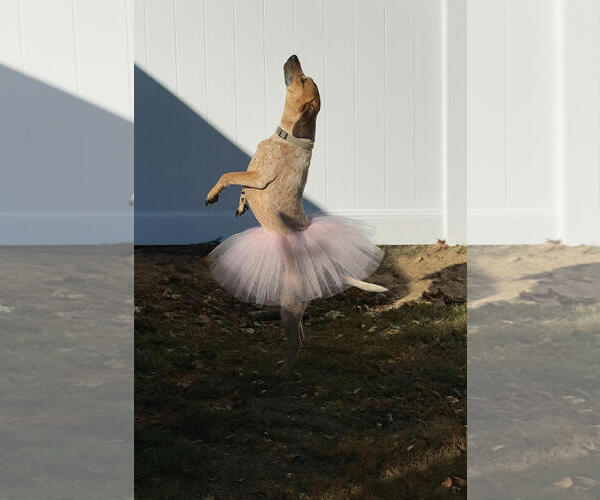 Medium Photo #5 Mutt Puppy For Sale in Woodbury, NY, USA