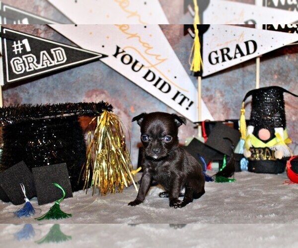 Medium Photo #2 Chihuahua Puppy For Sale in CHARLESTON, AR, USA