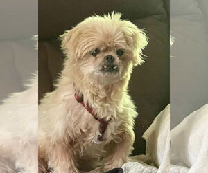 Shih Tzu-Unknown Mix Dogs for adoption in St. Louis Park, MN, USA