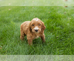 Small #32 Goldendoodle-Poodle (Miniature) Mix