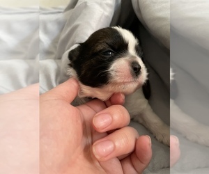 Shih Tzu Puppy for sale in VISALIA, CA, USA