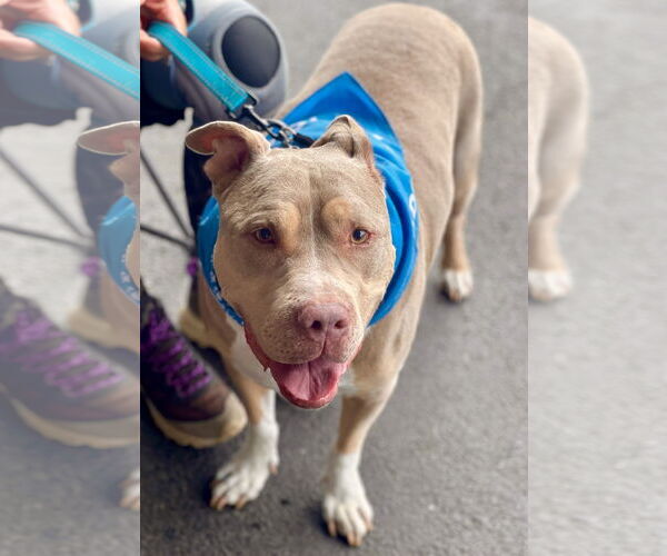 Medium Photo #1 Staffordshire Bull Terrier-Unknown Mix Puppy For Sale in Mount Laurel, NJ, USA