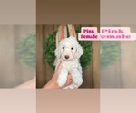 Puppy Pink Sheepadoodle