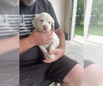 Puppy Chestnut Belton Llewellin Setter