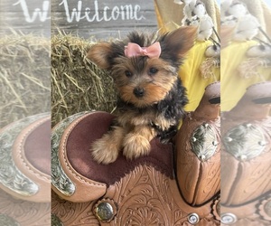 Yorkshire Terrier Puppy for sale in LANCASTER, MO, USA