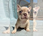 Small #3 French Bulldog