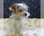 Small Photo #25 Morkie Puppy For Sale in PATERSON, NJ, USA