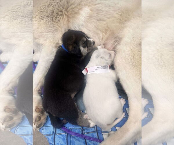 Medium Photo #23 Great Pyrenees-Unknown Mix Puppy For Sale in Houston, TX, USA