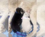 Small #22 Great Pyrenees Mix
