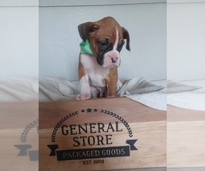 Boxer Puppy for sale in NILES, MI, USA