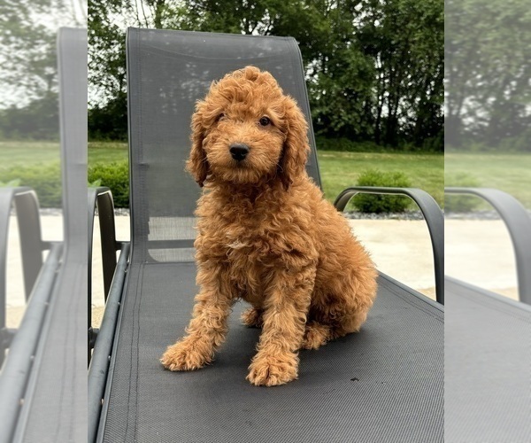 Medium Photo #5 Goldendoodle (Miniature) Puppy For Sale in FRANKLIN, IN, USA