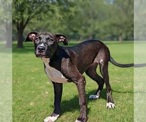 Mutt Dogs for adoption in Talladega, AL, USA