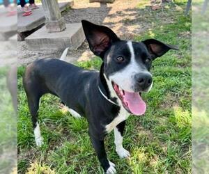 American Pit Bull Terrier-Unknown Mix Dogs for adoption in Conroe, TX, USA