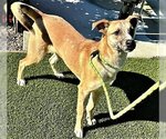 Small Photo #2 Unknown-Whippet Mix Puppy For Sale in Fallbrook, CA, USA