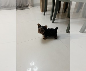 Yorkshire Terrier Puppy for sale in CLEWISTON, FL, USA