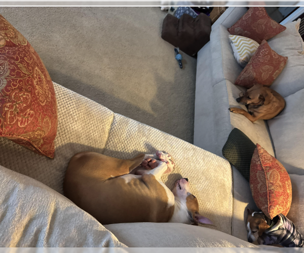 Medium Photo #4 Mutt Puppy For Sale in Plainfield, IL, USA