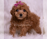 Small Photo #10 Maltipoo (Miniature) Puppy For Sale in WARSAW, IN, USA