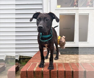Mutt Dogs for adoption in Cliffwood, NJ, USA