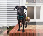 Frankie - Male Mutt Dog for Adoption - Small photo