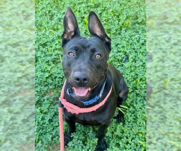 Medium Photo #1 American Pit Bull Terrier-Labrador Retriever Mix Puppy For Sale in Sacramento, CA, USA