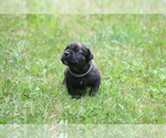 Small #1 Boerboel
