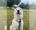 Small #4 Great Pyrenees