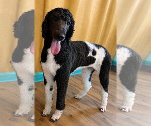 Poodle (Standard) Dogs for adoption in Pacolet, SC, USA