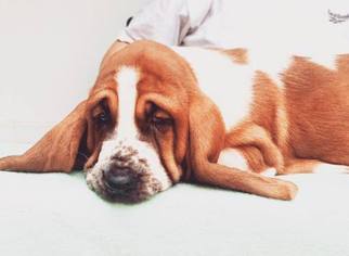 Basset Hound Puppy for sale in POPLAR BLUFF, MO, USA