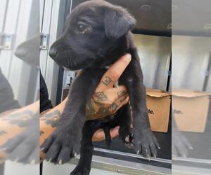 Labrador Retriever-Unknown Mix Dogs for adoption in San Antonio, TX, USA