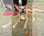 Small Basenji-Staffordshire Bull Terrier Mix