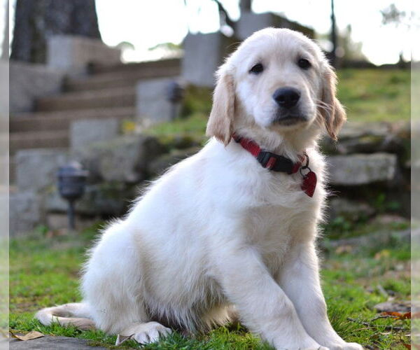 Medium Photo #2 Golden Retriever Puppy For Sale in Enfield, CT, USA