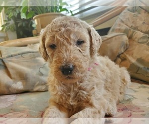 Poodle (Standard) Puppy for sale in HUNTINGTON, IN, USA