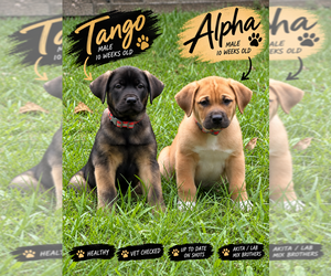 Akita-Labrador Retriever Mix Puppy for sale in DETROIT, MI, USA