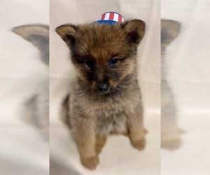 Finnish Spitz-Keeshond Mix Puppy for sale in MONCLOVA, OH, USA